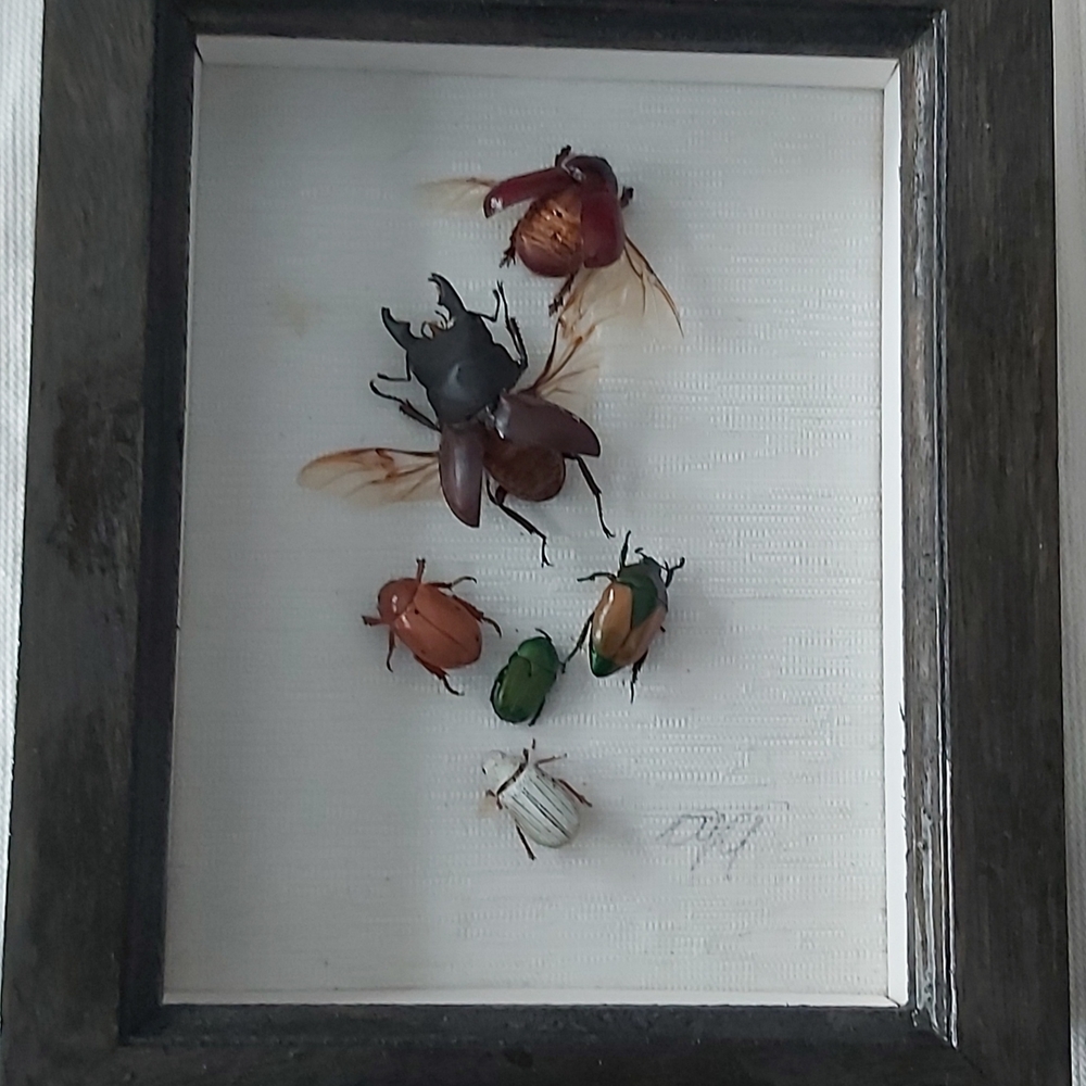 Framed Shadow Box 8"x6" Containing Real Insect Display with Colorful Beetles